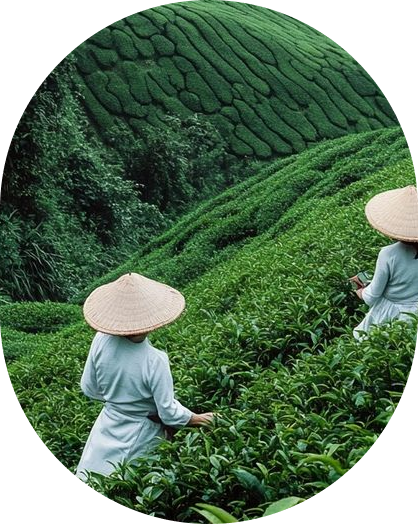 简茶智能茶饮机门店